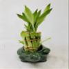 Family Turtle Vase with 10 stalks 4" Lucky Bamboo view 4