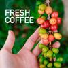 Colombian Coffee, Medium Roast - Whole beans Coffee, Fresh Roasted Coffee, 100% Arabica Colombian Coffee (1 LB),(5.00) - Saxonville Mills Coffee view 4
