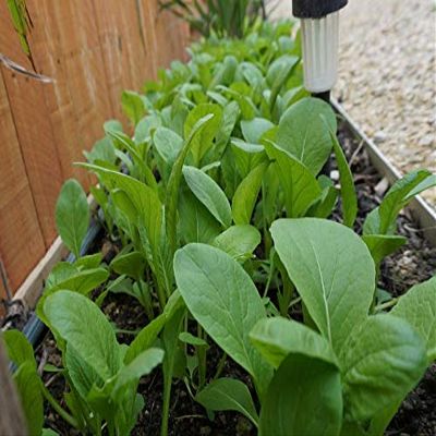 1000 Seeds Organic Tender Green Mustard/ Asian Vegetable Seeds/ ht ci ngt