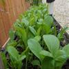 1000 Seeds Organic Tender Green Mustard/ Asian Vegetable Seeds/ ht ci ngt view 1