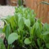 1000 Seeds Organic Tender Green Mustard/ Asian Vegetable Seeds/ ht ci ngt view 2