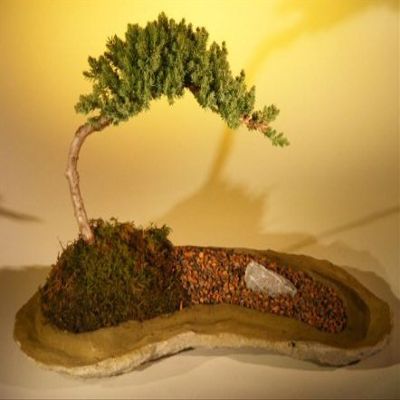 Bonsai Boy e2259 Planted On A Rock Slab Tree - Juniper Procumbens Nana