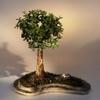 Bonsai Boy e1957 Baby Jade on Rock Slab Bonsai Tree - Portlacaria Afra view 1