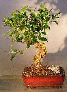 Bonsai Boy c1218 Ficus Retusa Bonsai Tree - Curved Trunk Style - Medium