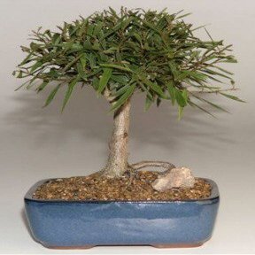 Bonsai Boy b1135 Willow Leaf Ficus Bonsai Tree - Ficus Nerifolia & Salisafolia - Medium