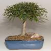 Bonsai Boy b1135 Willow Leaf Ficus Bonsai Tree - Ficus Nerifolia & Salisafolia - Medium view 1