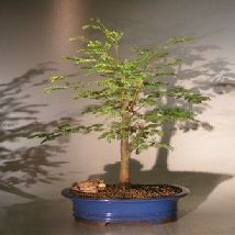Bonsai Boy e3134 Horseflesh Mahogany Bonsai Tree - Lysiloma Sabicu - Large