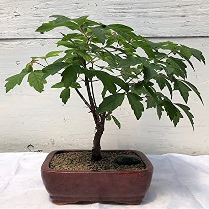 Bonsai Boy c2002 Paperbark Maple Bonsai Tree - Acer Griseum