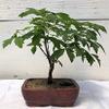 Bonsai Boy c2002 Paperbark Maple Bonsai Tree - Acer Griseum view 1