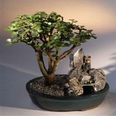 Bonsai Boy e1654 Baby Jade Bonsai Tree - Stone Landscape Scene - Portulacaria Afra