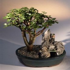 Bonsai Boy e1654 Baby Jade Bonsai Tree - Stone Landscape Scene - Portulacaria Afra