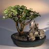 Bonsai Boy e1654 Baby Jade Bonsai Tree - Stone Landscape Scene - Portulacaria Afra view 1