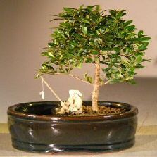 Bonsai Boy e3057 Flowering Brush Cherry Bonsai Tree with Land & Water Pot - Eugenia Myrtifolia - Small