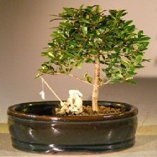 Bonsai Boy e3057 Flowering Brush Cherry Bonsai Tree with Land & Water Pot - Eugenia Myrtifolia - Small