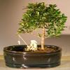 Bonsai Boy e3057 Flowering Brush Cherry Bonsai Tree with Land & Water Pot - Eugenia Myrtifolia - Small view 1