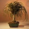 Bonsai Boy c1230 Ponytail Palm Tree - Beaucamea Recurvata - Large view 1