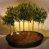 Bonsai Boy e2381 Flowering Brush Cherry Bonsai Tree - Eugenia Myrtifolia view 1