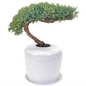 Bonsai Boy e5015 20 x 15 x 15 in. Traditional Windswept Bonsai Tree - Juniper Procumbens Nana Green