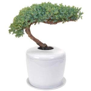 Bonsai Boy e5015 20 x 15 x 15 in. Traditional Windswept Bonsai Tree - Juniper Procumbens Nana Green