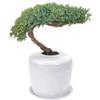 Bonsai Boy e5015 20 x 15 x 15 in. Traditional Windswept Bonsai Tree - Juniper Procumbens Nana Green view 1