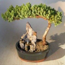 Bonsai Boy c1227 Juniper Bonsai Tree - Juniper Procumbens Nana - Large