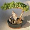 Bonsai Boy c1227 Juniper Bonsai Tree - Juniper Procumbens Nana - Large view 1