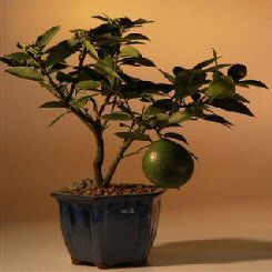 Bonsai Boy d1399 Flowering Lemon Bonsai Tree - Meyer Lemon