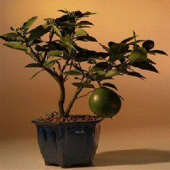 Bonsai Boy d1399 Flowering Lemon Bonsai Tree - Meyer Lemon