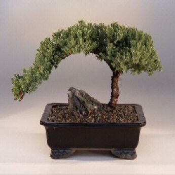 Bonsai Boy a1003 Juniper Bonsai Tree - Juniper Procumbens Nana - Large