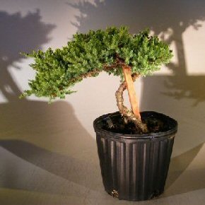 Bonsai Boy e2243 Staked Pre Bonsai Juniper Bonsai Tree - Juniper Procumbens Nana