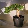 Bonsai Boy e2243 Staked Pre Bonsai Juniper Bonsai Tree - Juniper Procumbens Nana view 1