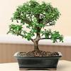 Bonsai Boy e2122 Baby Jade Bonsai Tree - Portulacaria Afra - Large view 1