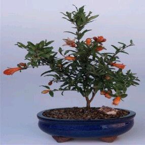 Bonsai Boy c1295 Flowering & Fruiting Dwarf Pomegranate Tree - Punica Granatum Nana - Small