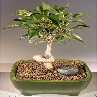 Bonsai Boy e1427 Oriental Ficus Bonsai Tree with Coiled Trunk - Ficus Benjamina Orientalis - Small