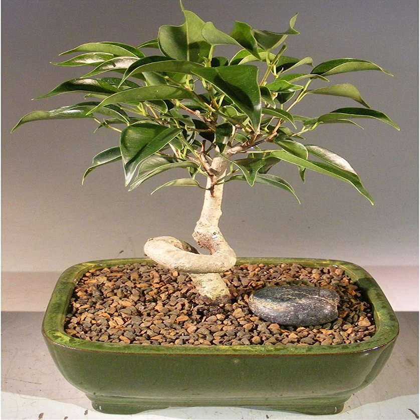 Bonsai Boy e1427 Oriental Ficus Bonsai Tree with Coiled Trunk - Ficus Benjamina Orientalis - Small