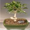 Bonsai Boy e1427 Oriental Ficus Bonsai Tree with Coiled Trunk - Ficus Benjamina Orientalis - Small view 1