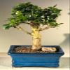 Bonsai Boy e1956 Flowering Fukien Tea Bonsai Tree with Upright Aged - Ehretia Microphylla view 1