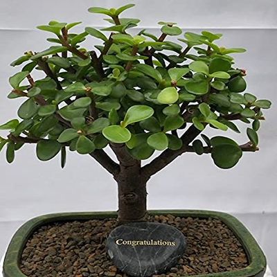 Bonsai Boy e3239 Personalized Skipping Stone - Congratulations
