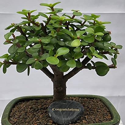Bonsai Boy e3239 Personalized Skipping Stone - Congratulations