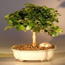 Bonsai Boy e3016 Flowering Parrots Beak Tree - Gmelina Philippensis - Medium