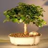 Bonsai Boy e3016 Flowering Parrots Beak Tree - Gmelina Philippensis - Medium view 1