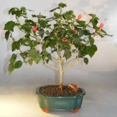 Bonsai Boy e3338 Flowering Dwarf Sleeping Hibiscus Bonsai Tree - Malvaviscus Alboretus Compactus
