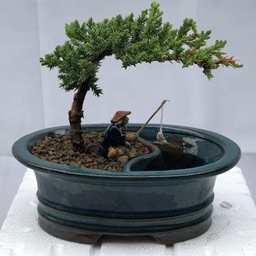 Bonsai Boy c2030 Juniper Bonsai Tree with Land & Water Pot - Juniper Procumbens Nana - Small