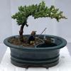 Bonsai Boy c2030 Juniper Bonsai Tree with Land & Water Pot - Juniper Procumbens Nana - Small view 1
