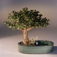 Bonsai Boy d1350 Baby Jade Bonsai Tree with Land & Water Pot - Portulacaria Afra - Medium