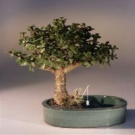 Bonsai Boy d1350 Baby Jade Bonsai Tree with Land & Water Pot - Portulacaria Afra - Medium
