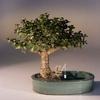 Bonsai Boy d1350 Baby Jade Bonsai Tree with Land & Water Pot - Portulacaria Afra - Medium view 1