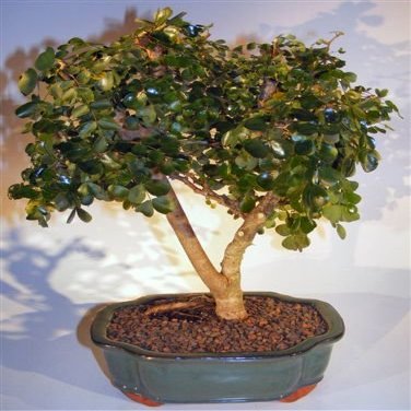 Bonsai Boy e3358 Flowering Campeche Bonsai Tree - Haematoxylum Campechianum - Large