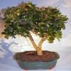 Bonsai Boy e3358 Flowering Campeche Bonsai Tree - Haematoxylum Campechianum - Large view 1