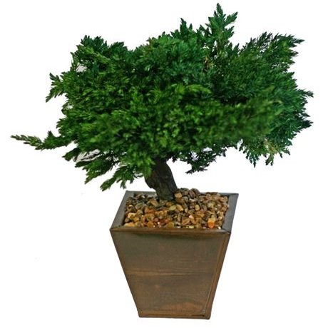 Bonsai Boy p1308 8 in. Monterey Juniper Preserved Bonsai Tree